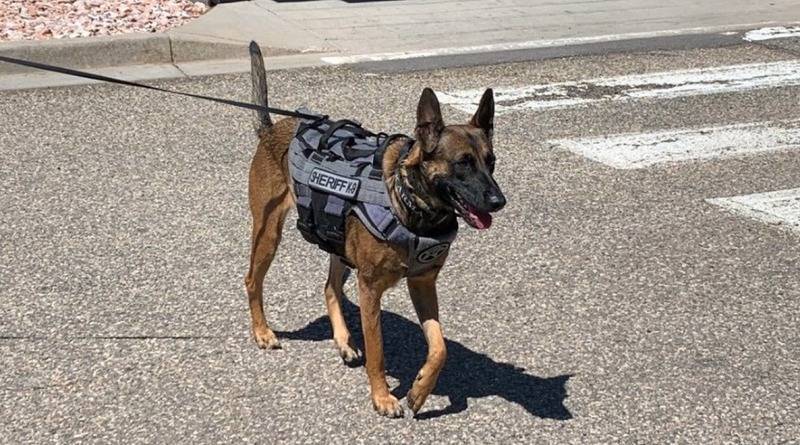 Собаку, которую выбросили хозяева, «усыновили» в департаменте шерифа и сделали офицером К-9 - usa.one - шт. Колорадо