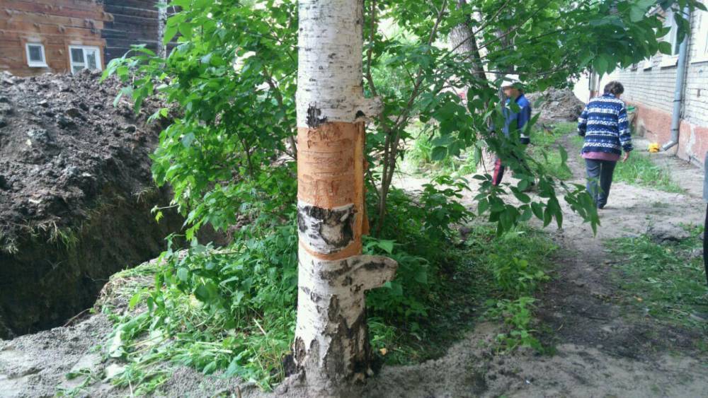 Народная новость: рабочие повредили деревья при укладке дренажа