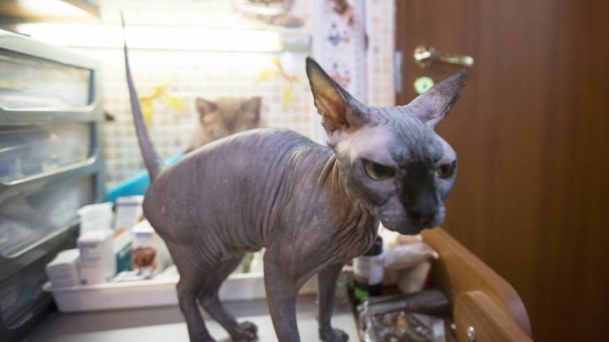 Блудный Чуча: настоящего кота Алибасова нашли в школе кунг-фу
