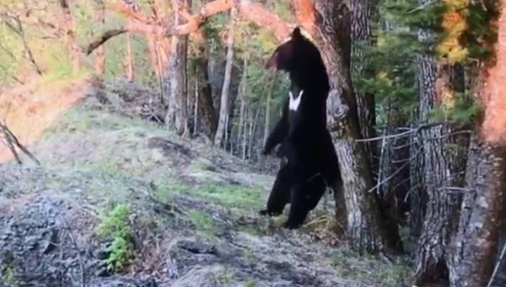 Станцевавший перед камерой медведь попытался уничтожить "компромат"
