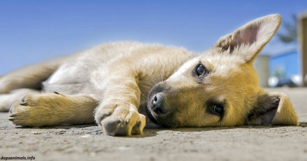 Голландия — первая в мире страна без единой бродячей собаки