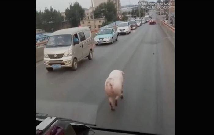Все машины остановились: свинюшка парализовала движение чумовой походкой модели - видео
