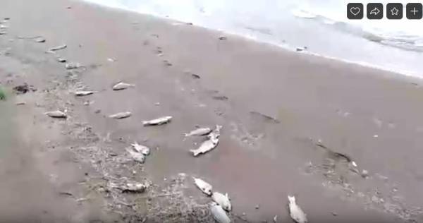 На Ириклинском водохранилище по неустановленным причинам массового погибла рыба