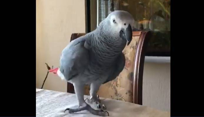 Отойди от моего телефона! Разговорчивый попугай пытается стащить гаджет своей хозяйки (видео)