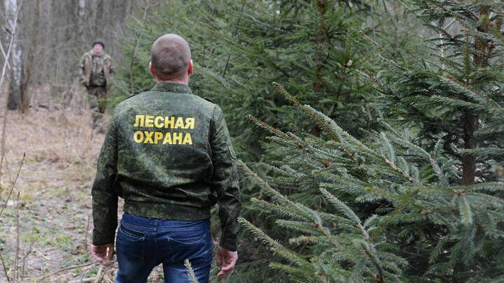 Минприроды РФ разработало законопроект о повышении эффективности осуществления пожарного надзора в лесах