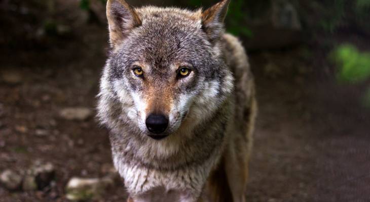 Волчьих стай в Чувашии стало критически много