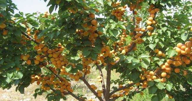 Аштские садоводы экспортировали 2 тысячи 119 тонн абрикосов и 23 тонны черешни