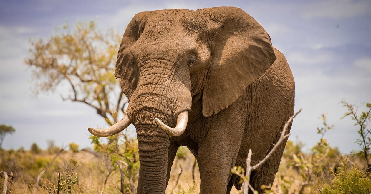 Африканский слон затоптал фермера в&nbsp;Ботсване