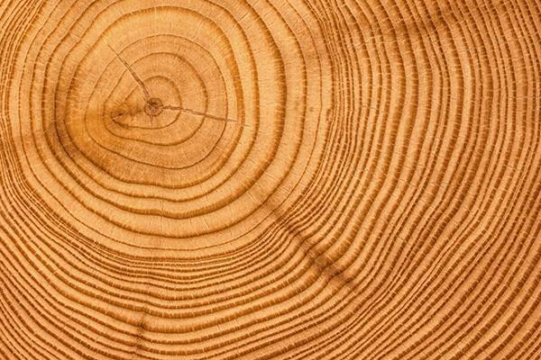 Годичные кольца деревьев записывают историю засухи