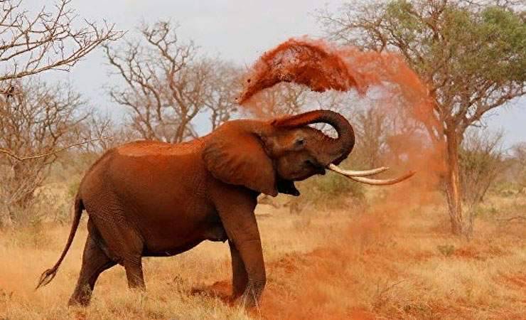 В Ботсване слон насмерть затоптал стрелявшего в него фермера