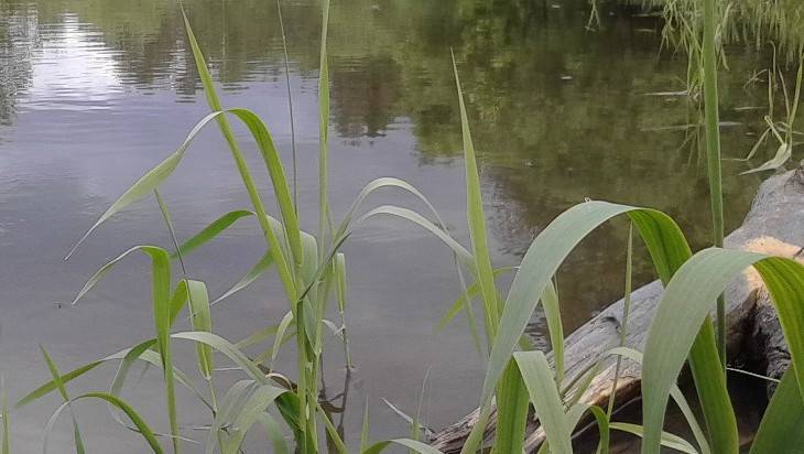 В Брянске на Мутном озере утонул молодой мужчина