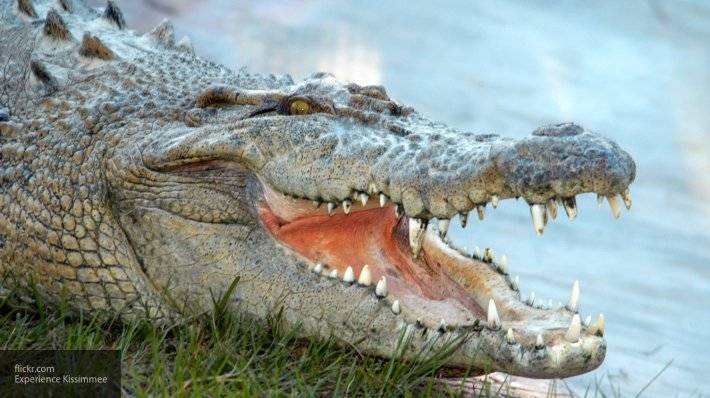 В американском озере обнаружили аллигатора, плавающего с ножом в голове