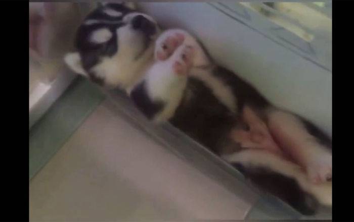 Сдаемсу-у! Смышленые щенки хаски нашли способ, как пережить жару - чумовое видео