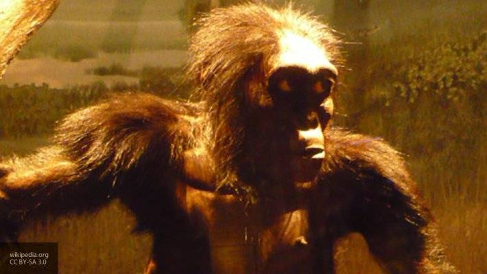 В Эфиопии найдены останки древнейших человекоподобных обезьян