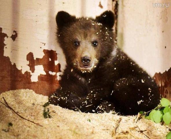 Игры медвежат из Амурской области попали на фото