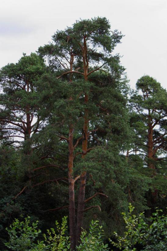 Ученые исследуют ДНК вымирающего в современном мире дерева, пережившего динозавров