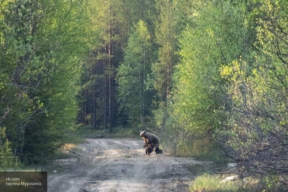 В Саратовской области два человека пострадали при нападении медведицы
