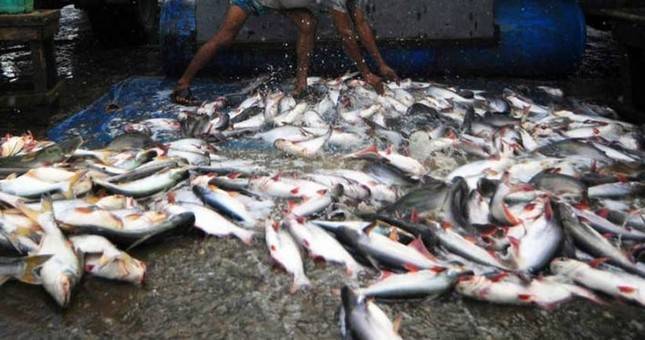 ФАО предлагает странам Центральной Азии более активно использовать пруды для выращивания рыбы
