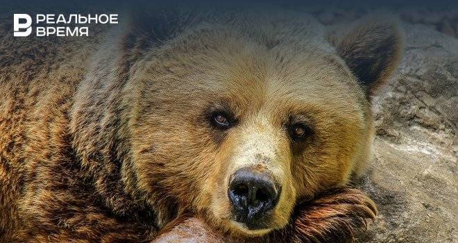 Сбежавшая цирковая медведица покусала двоих жителей Саратовской области