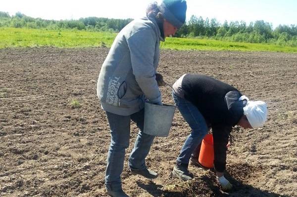 Осужденные Коми будут выращивать «экспериментальный» картофель