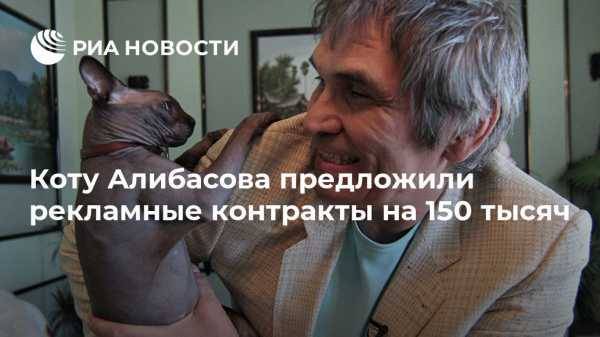 Коту Алибасова предложили рекламные контракты на 150 тысяч долларов