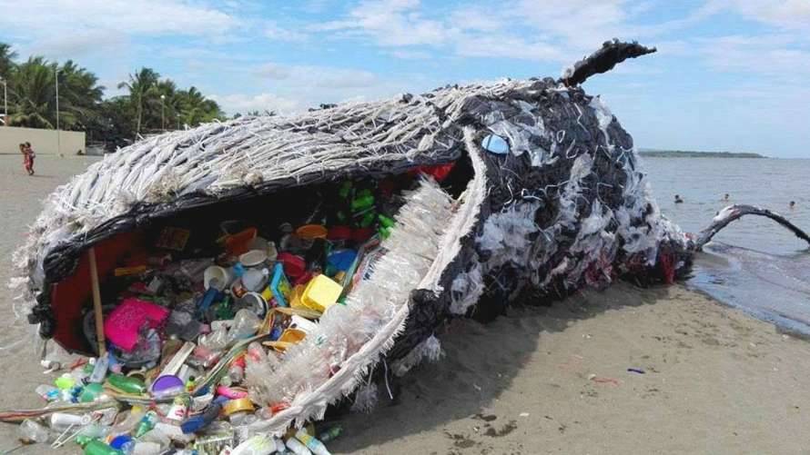 В желудке кита обнаружили 40 килограммов пластиковых пакетов
