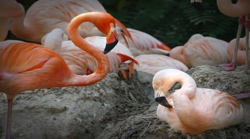 Фредди Меркьюри и Лэнс Басс – в зоопарке Денвера появилась однополая пара фламинго