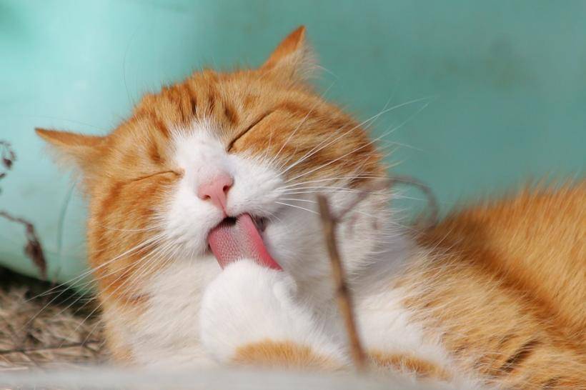 Учёные нашли способ снижения уровня аллергии на кошек