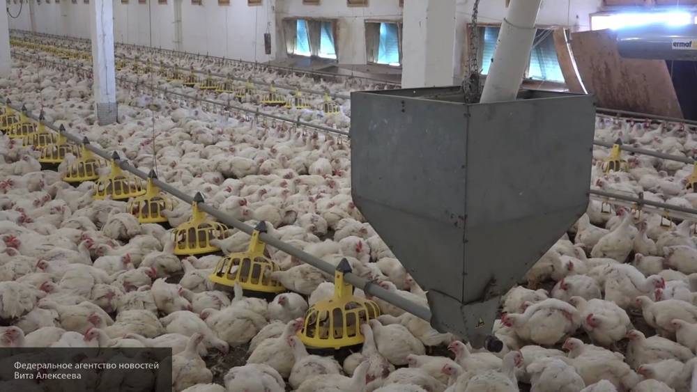 Китай хочет закупать в России внушительные объемы куриных лапок