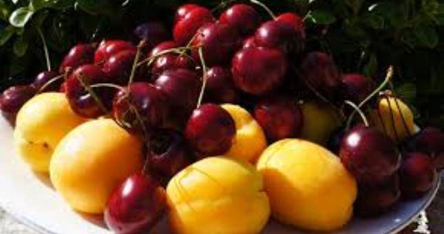 За 5 месяцев садоводы Аштского района Таджикистана экспортировали свыше 2 тыс тонн фруктов