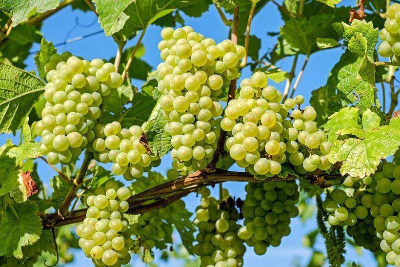 Виноград саваннин блан оставался генетически неизменным в течение 900 лет