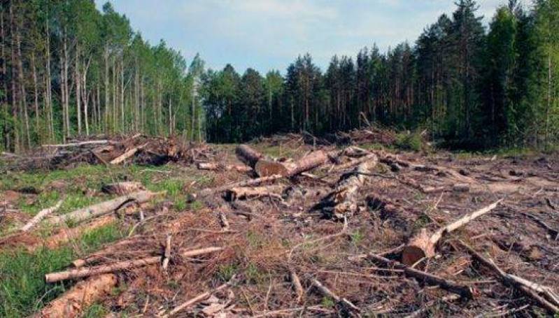 В 2018 году экологические преступления в России привели к ущербу в 12 млрд рублей