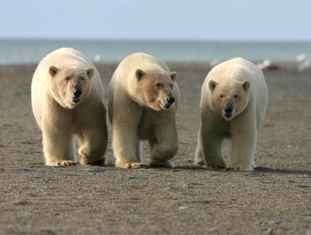 Военных экологов обучили «этикету» общения с белыми медведями острова Врангеля