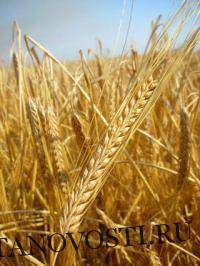 Цены на пшеницу в США выросли более чем на 7%, а кукуруза на 11%