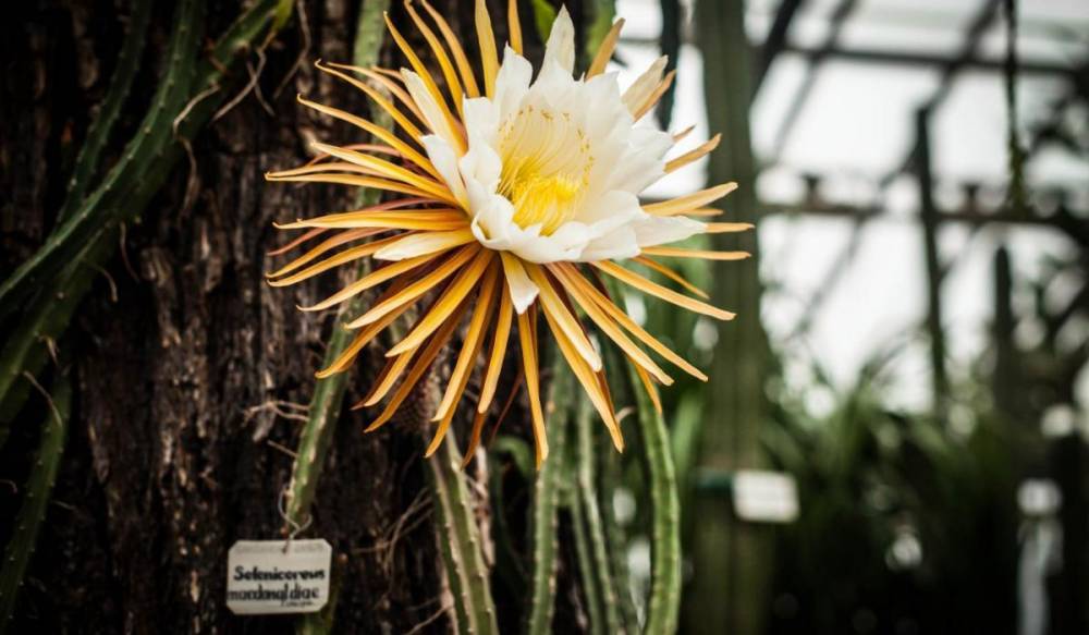 В Ботаническом саду раскроется рекордное число бутонов «Царицы ночи»