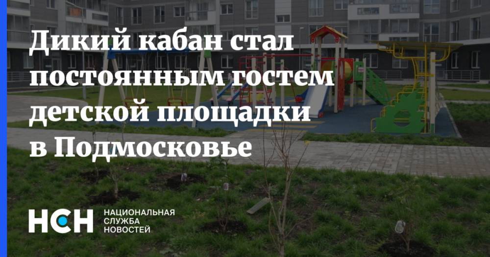 Дикий кабан стал постоянным гостем детской площадки в Подмосковье