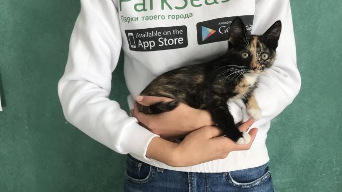 Редакция ParkSeason спасла котенка от садистов и ищет питомцу новый дом