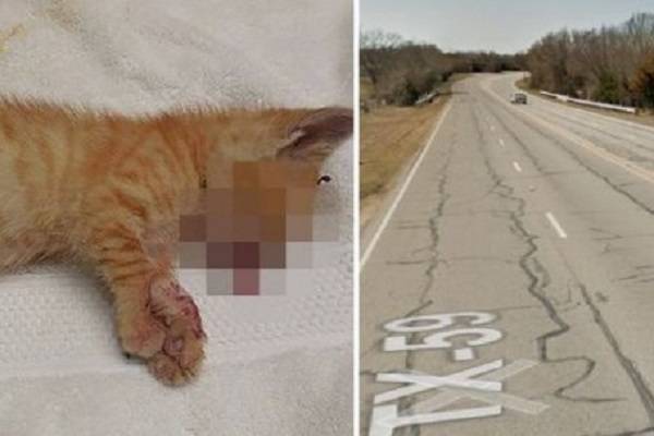 В Техасе двух котят выбросили из окна грузовика на скорости 100 километров в час