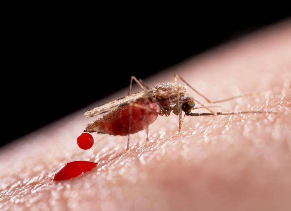 Перекрытие воды в Крым: Херсону угрожает эпидемия малярии | Политнавигатор