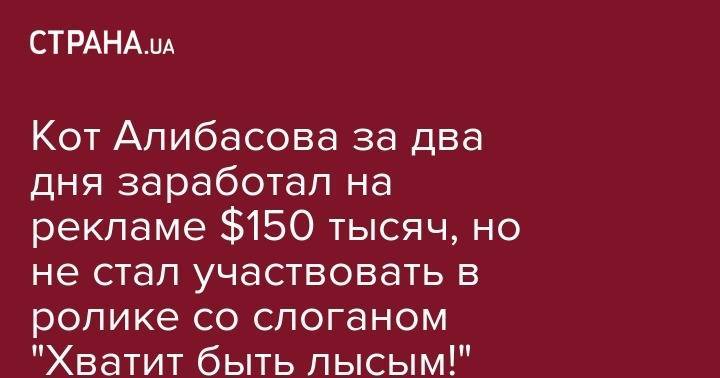 Кот Алибасова за два дня заработал на рекламе $150 тысяч, но не стал участвовать в ролике со слоганом "Хватит быть лысым!"