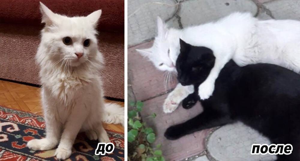 Котик с перебитыми лапами в Астрахани нашел семью и любовь