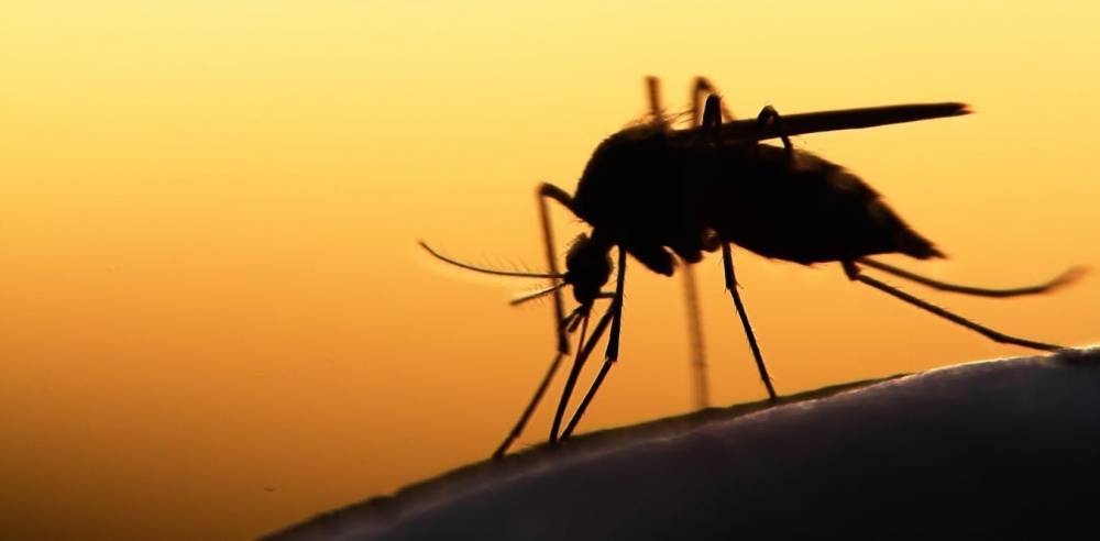 Эффект бумеранга: малярия стучится в двери Херсонской области