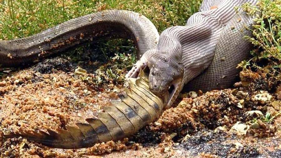 В Сети появились фото с заглатывающим крокодила питоном