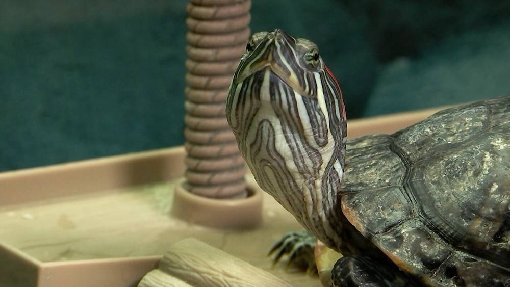 Американские черепахи держат в напряжении Западное Бирюлево
