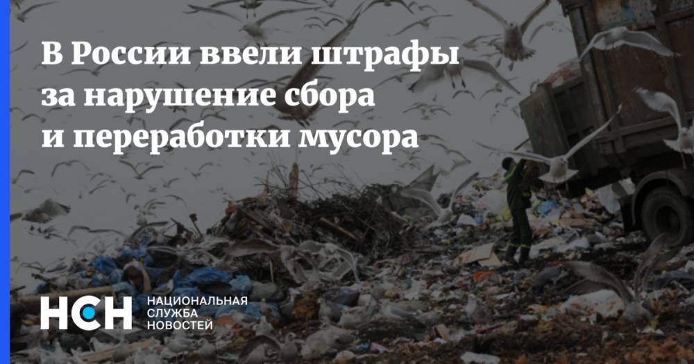 В России ввели штрафы за нарушение сбора и переработки мусора