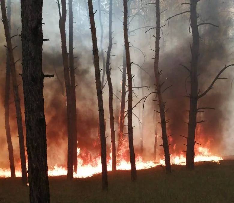Спасатели сообщили о возгорании леса в Днепропетровской области