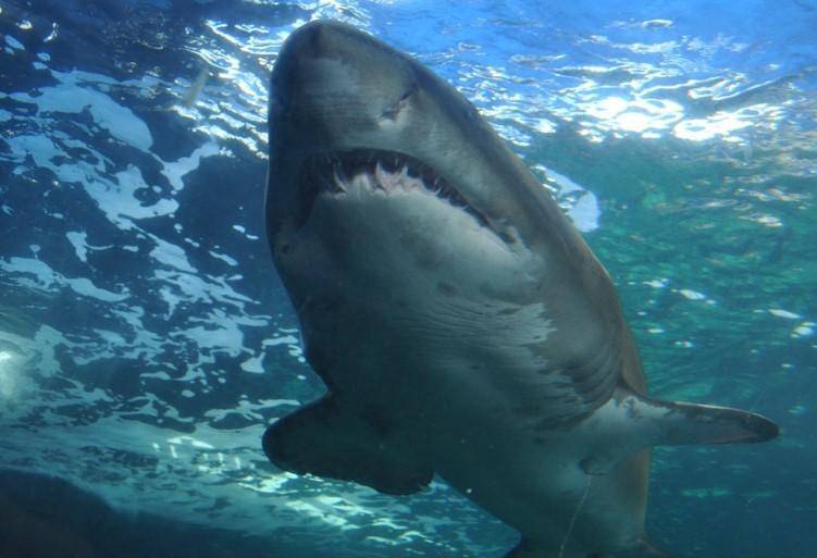 В США 8-летний мальчик выжил после нападения акулы