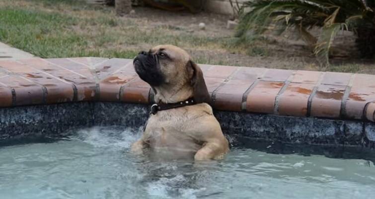 Пёсик залез в теплый бассейн с гидромассажем. Его реакция насмешила всех!