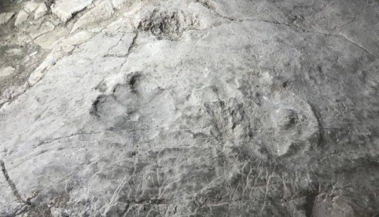 Следы динозавров возрастом 100 млн лет обнаружены в Китае