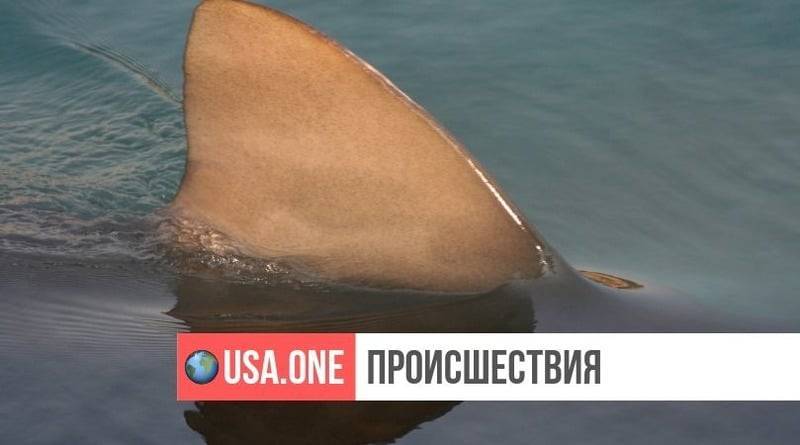 В США акула напала на 8-летнего мальчика
